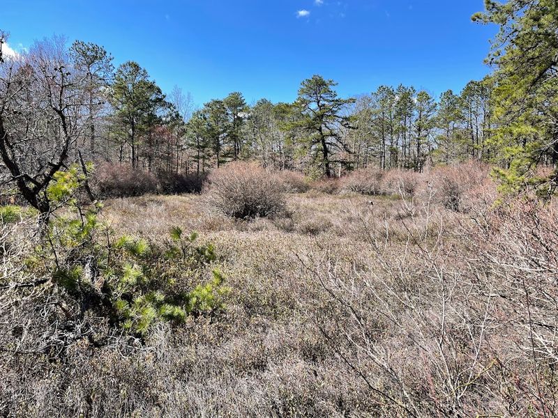 Birdwatchers Find Paradise in Vincentown