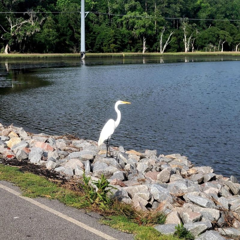 Birdwatching From Your Kayak Seat