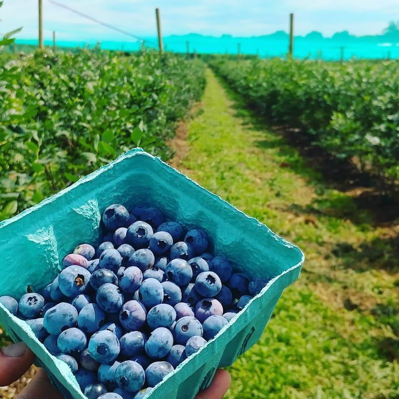 Blueberries Are In Season From June Through August