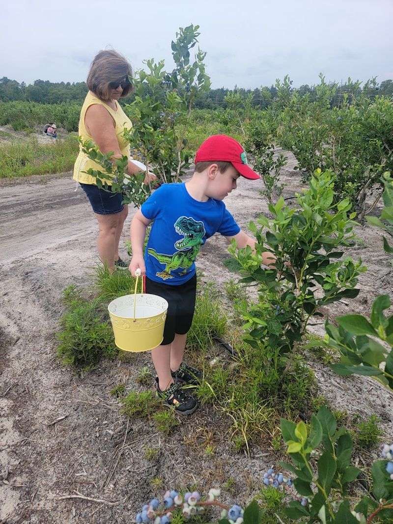 Blueberry Picking With Generations of Family Flavor