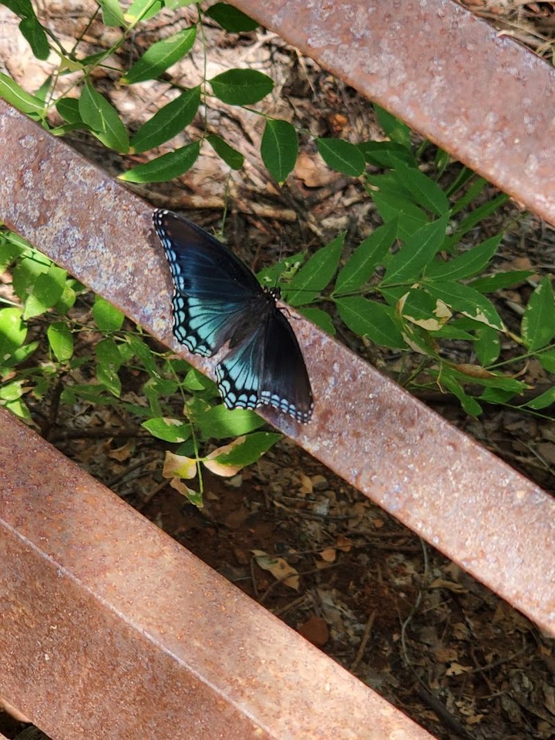Bluff Creek Trails