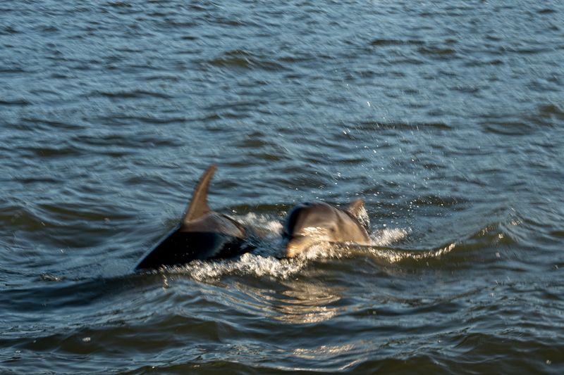 Bottlenose Dolphins That Treat the Shoreline Like a Buffet Bottlenose Dolphins That Treat the Shoreline Like a Buffet