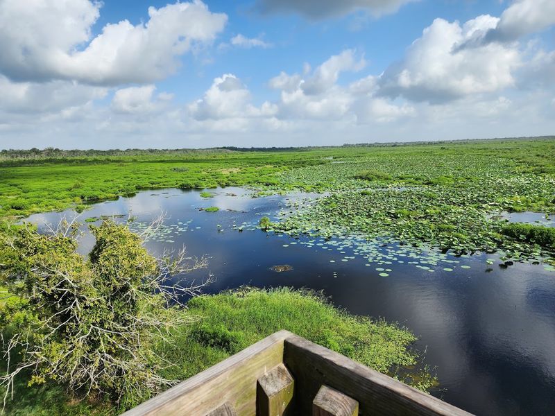 Brazos Bend State Park 