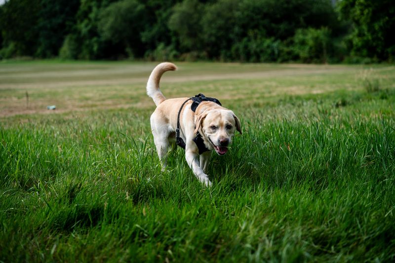 Bring Your Dog and Enjoy the Open-Air Setting