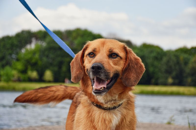 Bring Your Leashed Dog Along for the Show Bring Your Leashed Dog Along for the Show