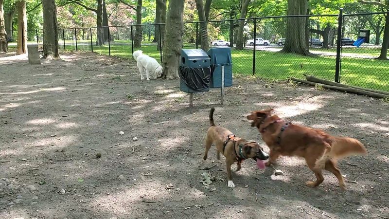 Brookdale Dog Park