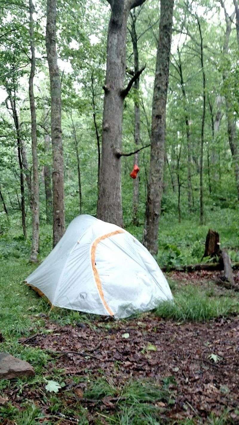 Camping Under a Canopy of Centuries Camping Under a Canopy of Centuries