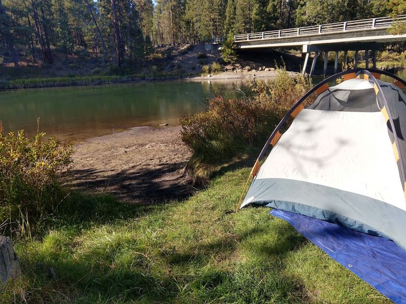 Camping Under the Pines at a Small and Intimate Spot