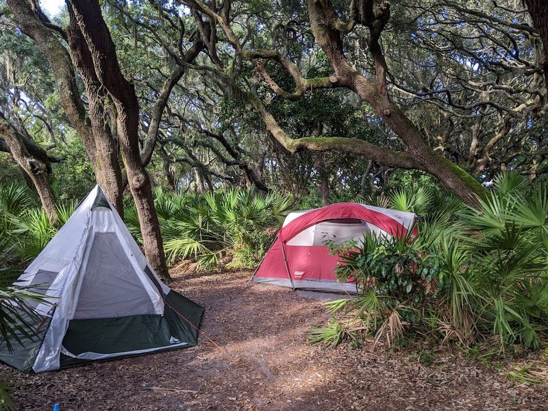 Camping Under the Stars at SeaCamp and Beyond