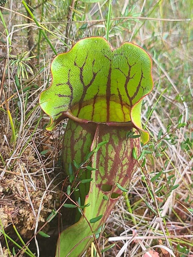 Carnivorous Plants Living Their Best Lives Carnivorous Plants Living Their Best Lives