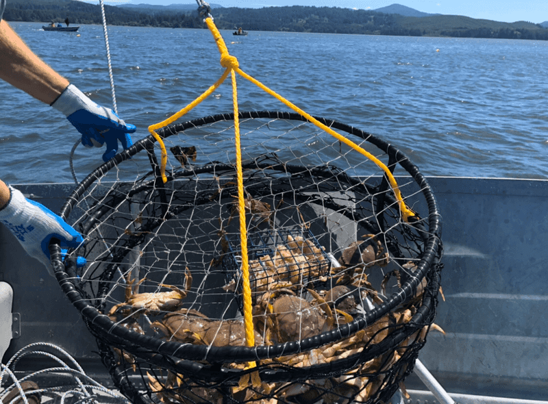 Catching Dungeness Crab: A Year-Round Thrill Right in Alsea Bay Catching Dungeness Crab: A Year-Round Thrill Right in Alsea Bay