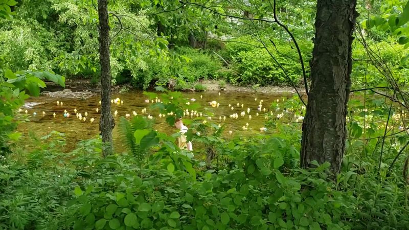 Celebrate at the Wildquack Duck Race Festival