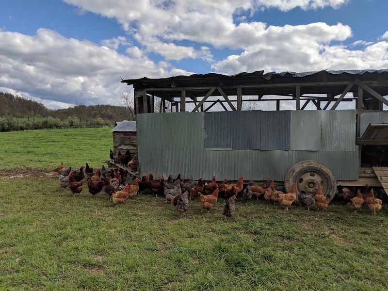 Chicken Tractors, Egg-Mobiles, and Feathered Genius