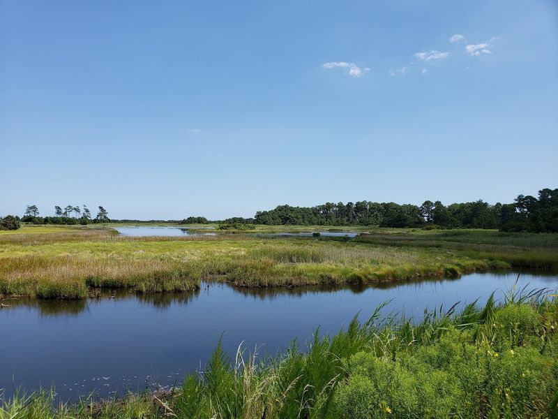 Chincoteague National Wildlife Refuge, A Year-Round Treasure