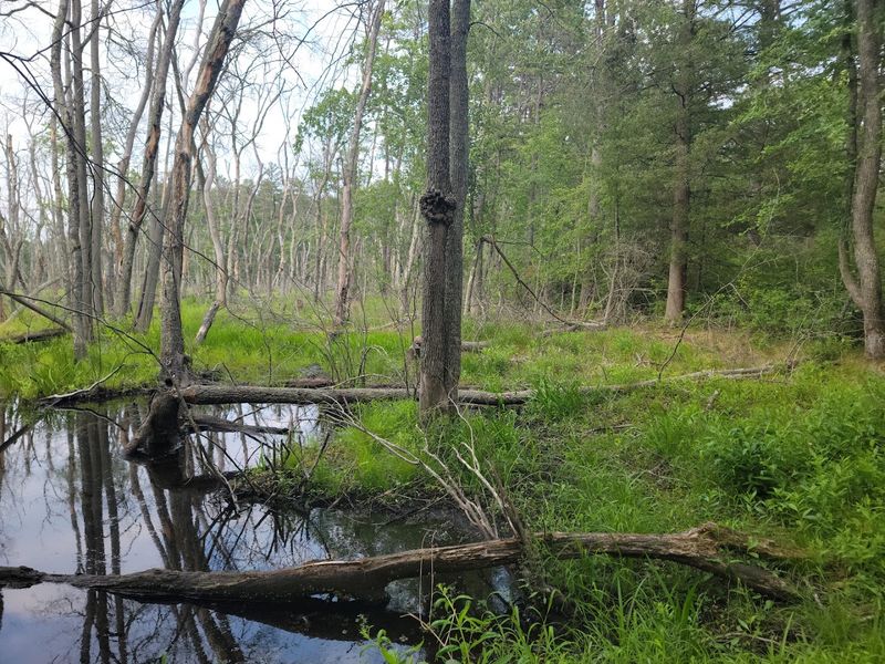 Clay Beneath the Pines Holds Nature's Secret