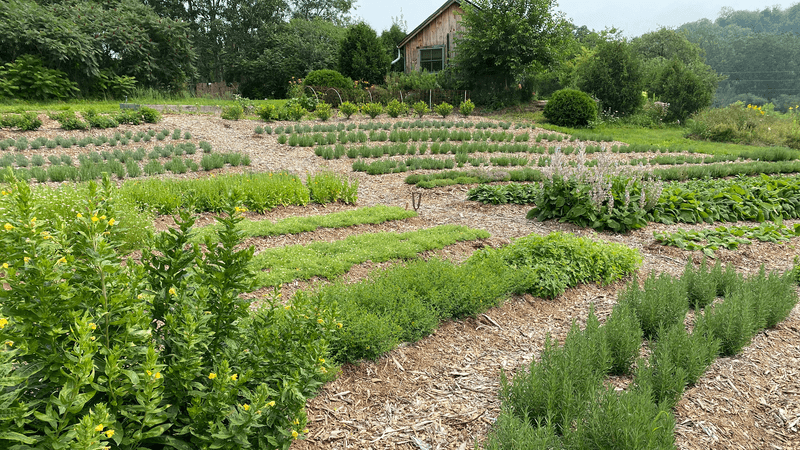 Clermont Farm Clermont Farm