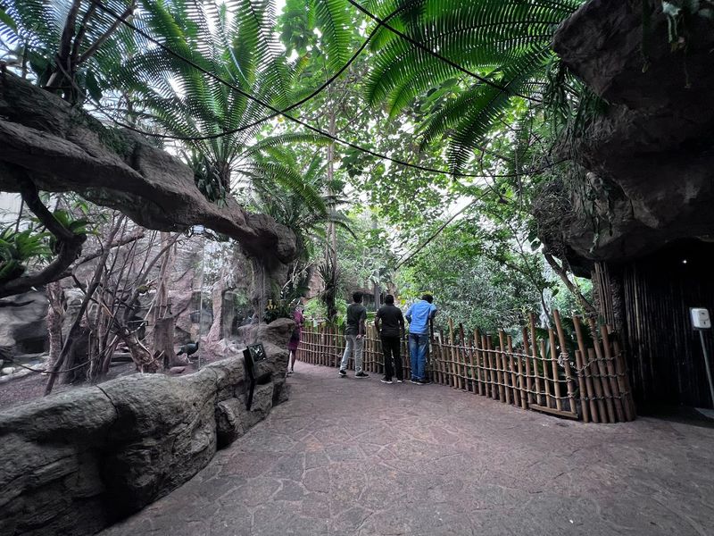 Clouded Leopards And Bengal Tigers, Big Cats In An Unexpected Setting Clouded Leopards And Bengal Tigers, Big Cats In An Unexpected Setting