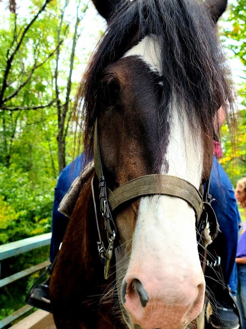 Clydesdales for Weddings and Special Occasions Clydesdales for Weddings and Special Occasions
