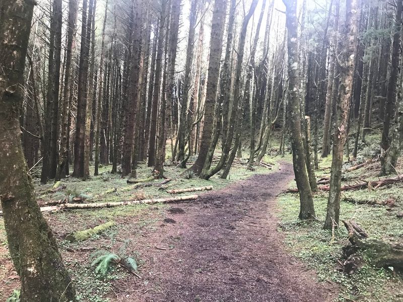 Coast Range Forests Near Lincoln City