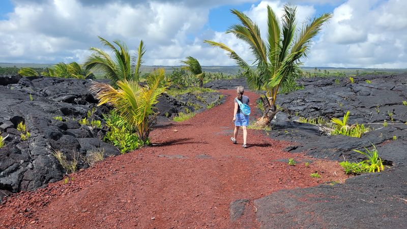 Coconut Palms and Courage: How Life Reclaims the Lava Coconut Palms and Courage: How Life Reclaims the Lava
