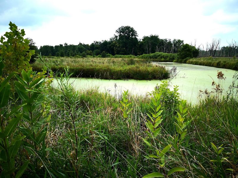 Come Explore Eagle Marsh Through the Towpath Trail Connection Come Explore Eagle Marsh Through the Towpath Trail Connection