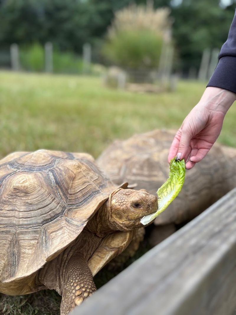 Come Feed Aquatic Turtles Straight From Your Hand