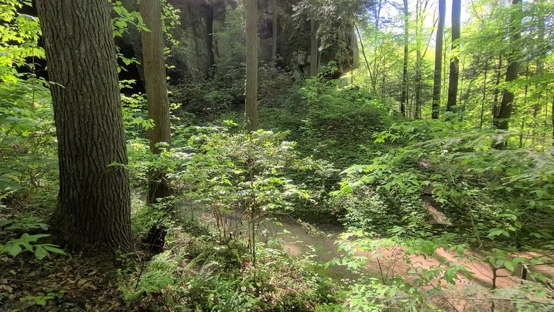 Come See 27 Fern Varieties and Pleistocene-Era Hemlocks Come See 27 Fern Varieties and Pleistocene-Era Hemlocks