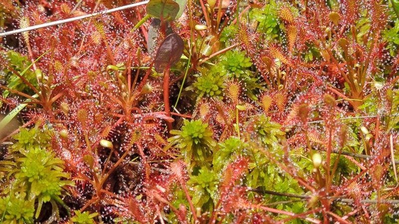Come See Carnivorous Plants Trap Their Prey