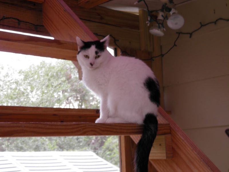 Come See the Famous Catio Out Back