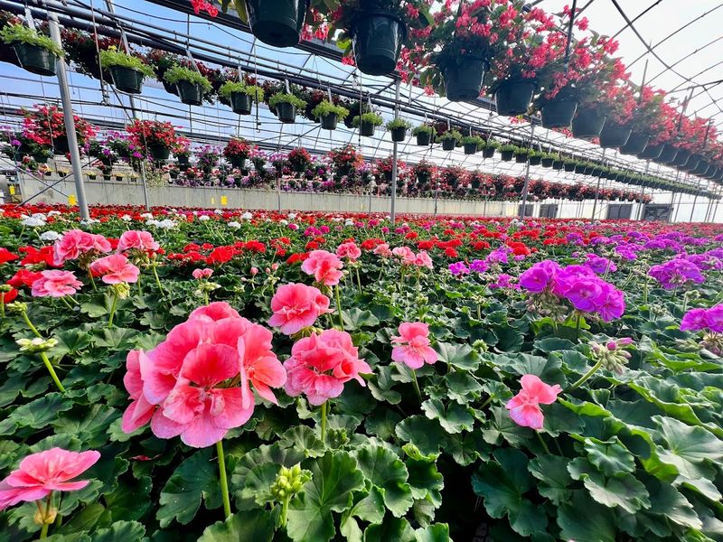 Come Wander Two Acres of Living Greenhouse Magic
