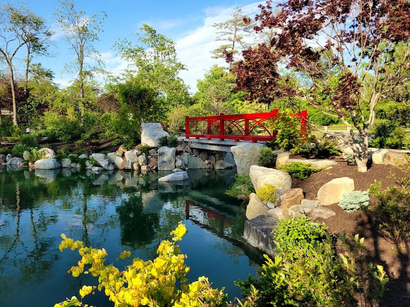 Come Watch Koi Fish in the Tranquil Garden Pond