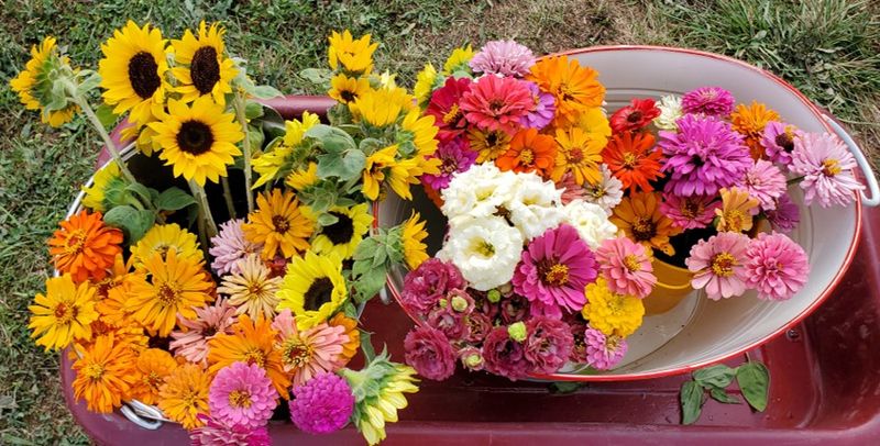 Country Family Farms