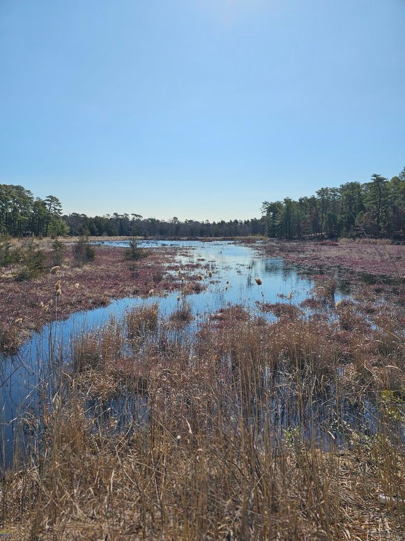 Cranberry Bogs That Feel Like Time Travel