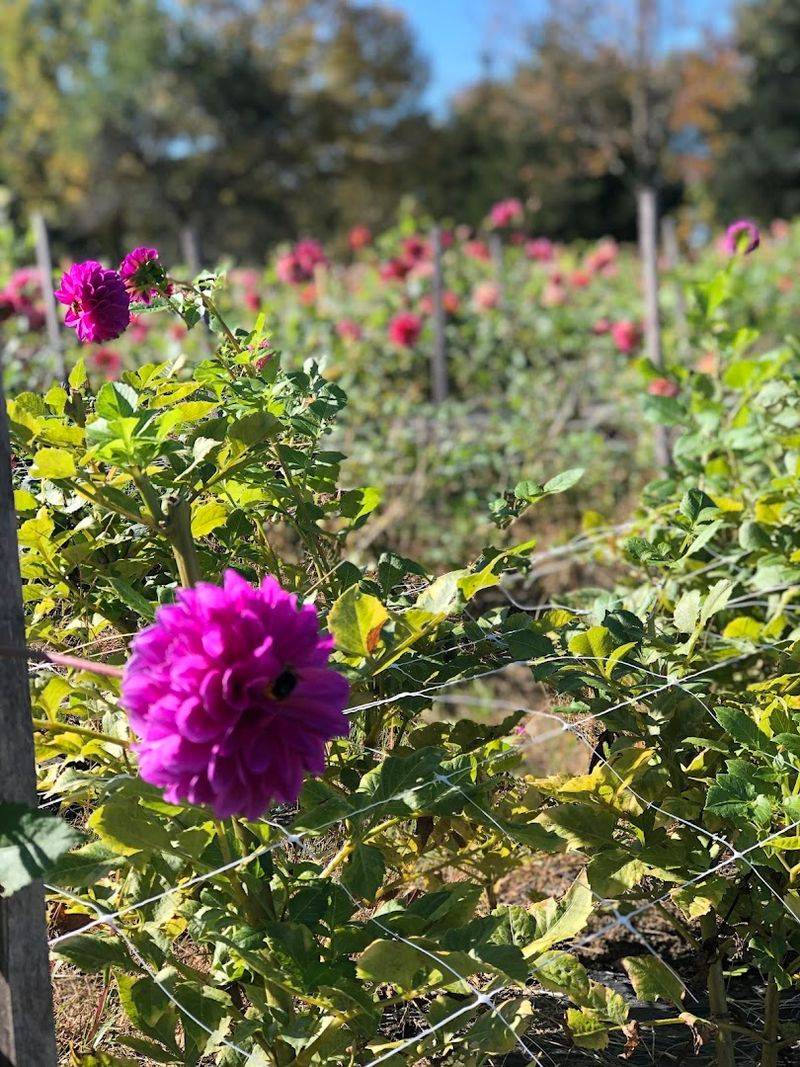 Cross Street Flower Farm in Norwell, MA