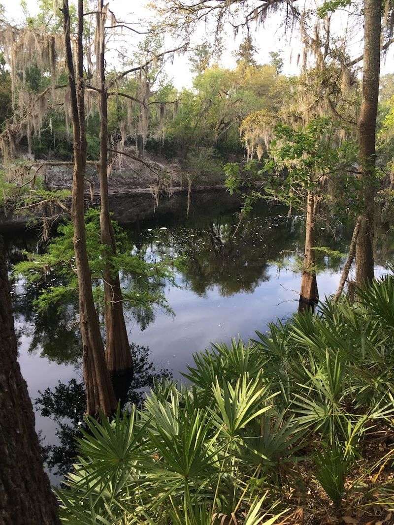 Cypress Trees and Spanish Moss Along the Banks Cypress Trees and Spanish Moss Along the Banks