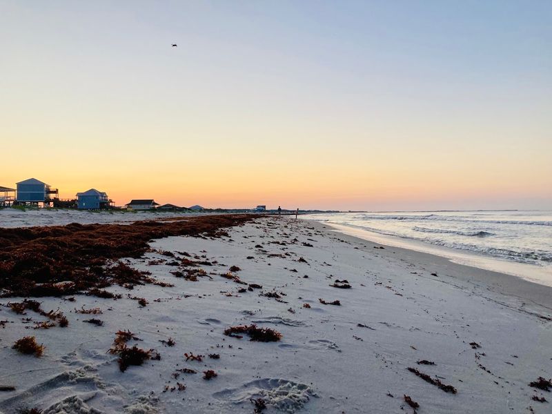 Dauphin Island: Alabama's Best-Kept Birding Secret Dauphin Island: Alabama's Best-Kept Birding Secret