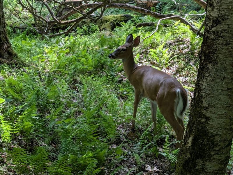 Deer, Waterfalls, and 8,000 Acres