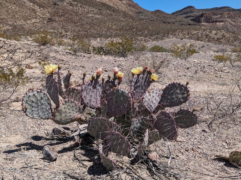 Desert Flora and Wildlife Along the Loop