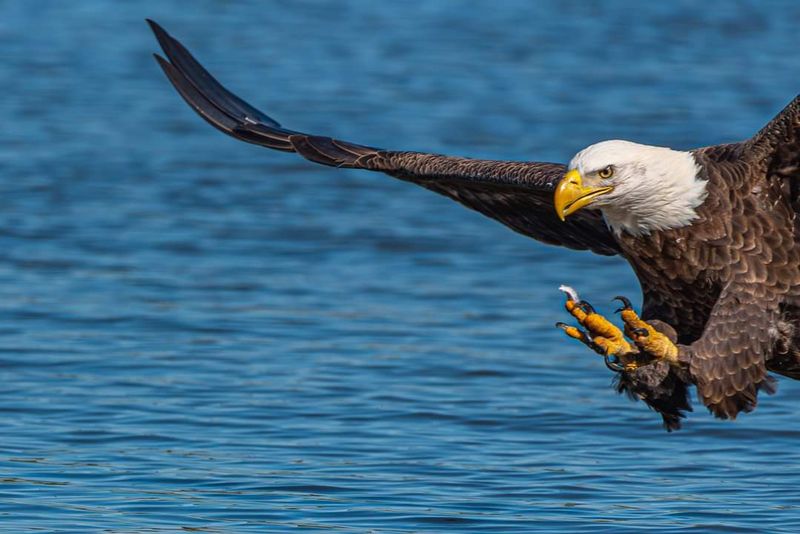 Discover the James Bald Eagle Tours, Richmond Discover the James Bald Eagle Tours, Richmond
