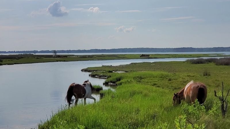 Discovering Coastal History at the Museum of Chincoteague Island Discovering Coastal History at the Museum of Chincoteague Island