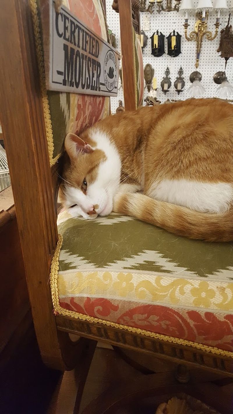 Do Not Miss Woodsy the Shop Cat on Your Visit
