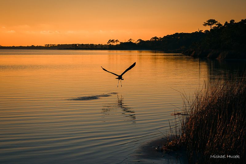 Do Spot Rare Birds Along Little Lagoon Shore