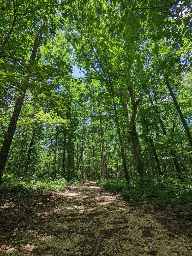 Do The Shelf Trail Through Old Loblolly Pine Forest