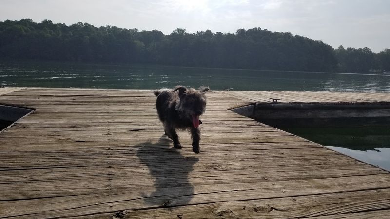 Dog-Friendly Sections That Deserve More Applause