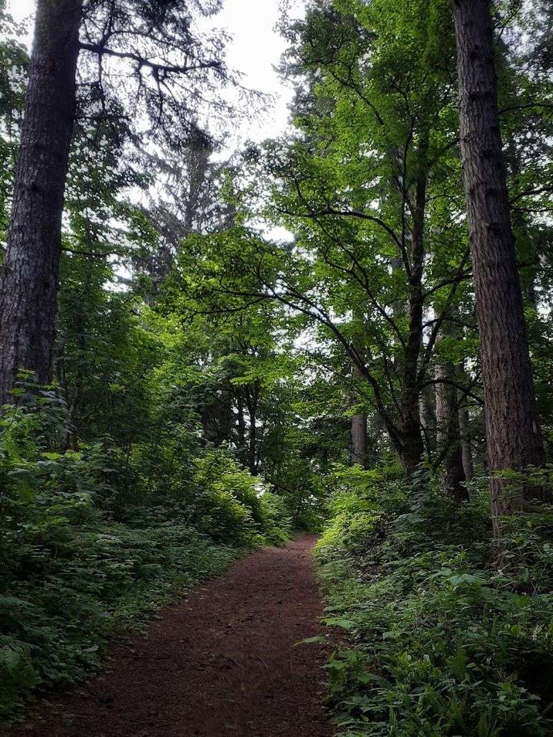 Dog-Friendly Trails That Both of You Will Love Dog-Friendly Trails That Both of You Will Love