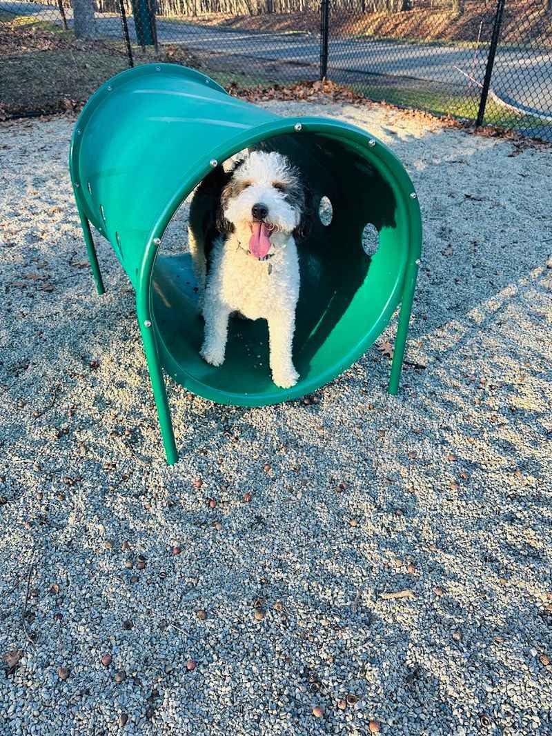 Dog Park at Rifle Camp Park