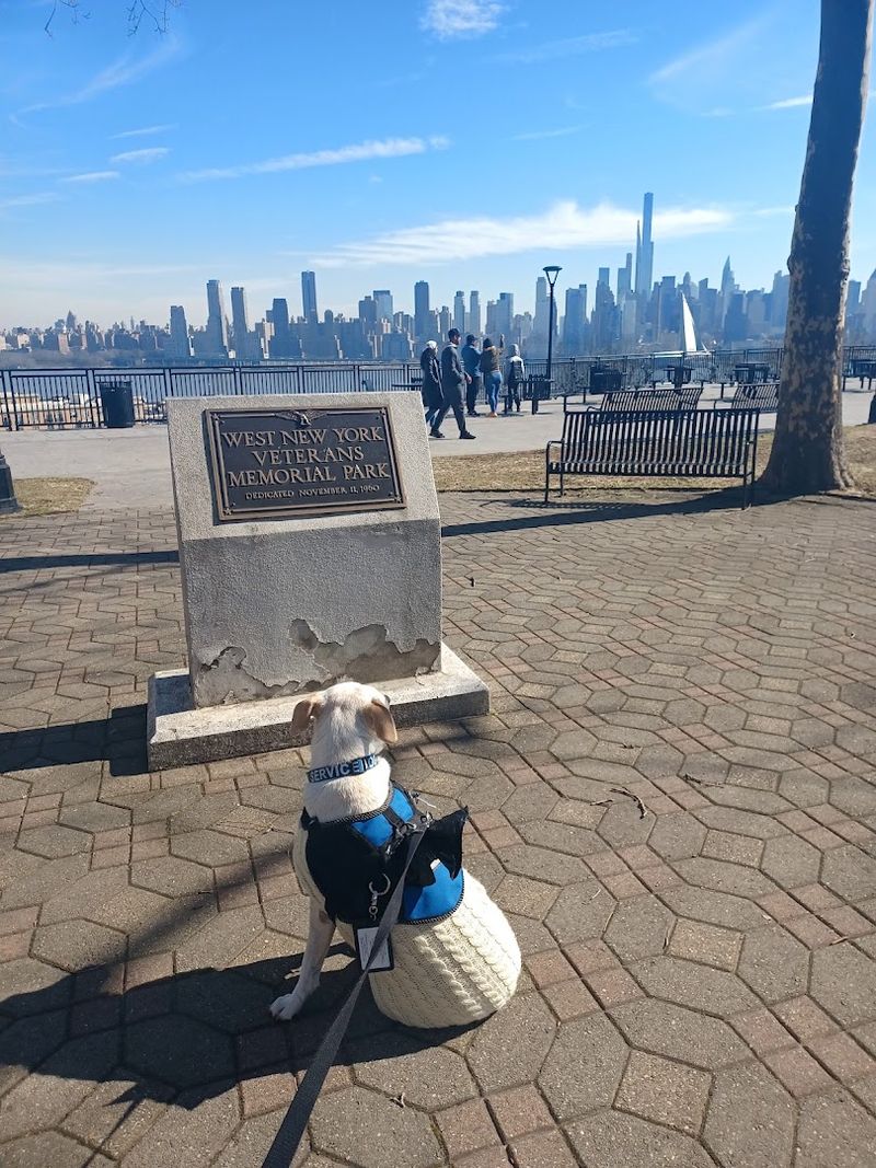 Dog Walks and Sunny Afternoons Dog Walks and Sunny Afternoons
