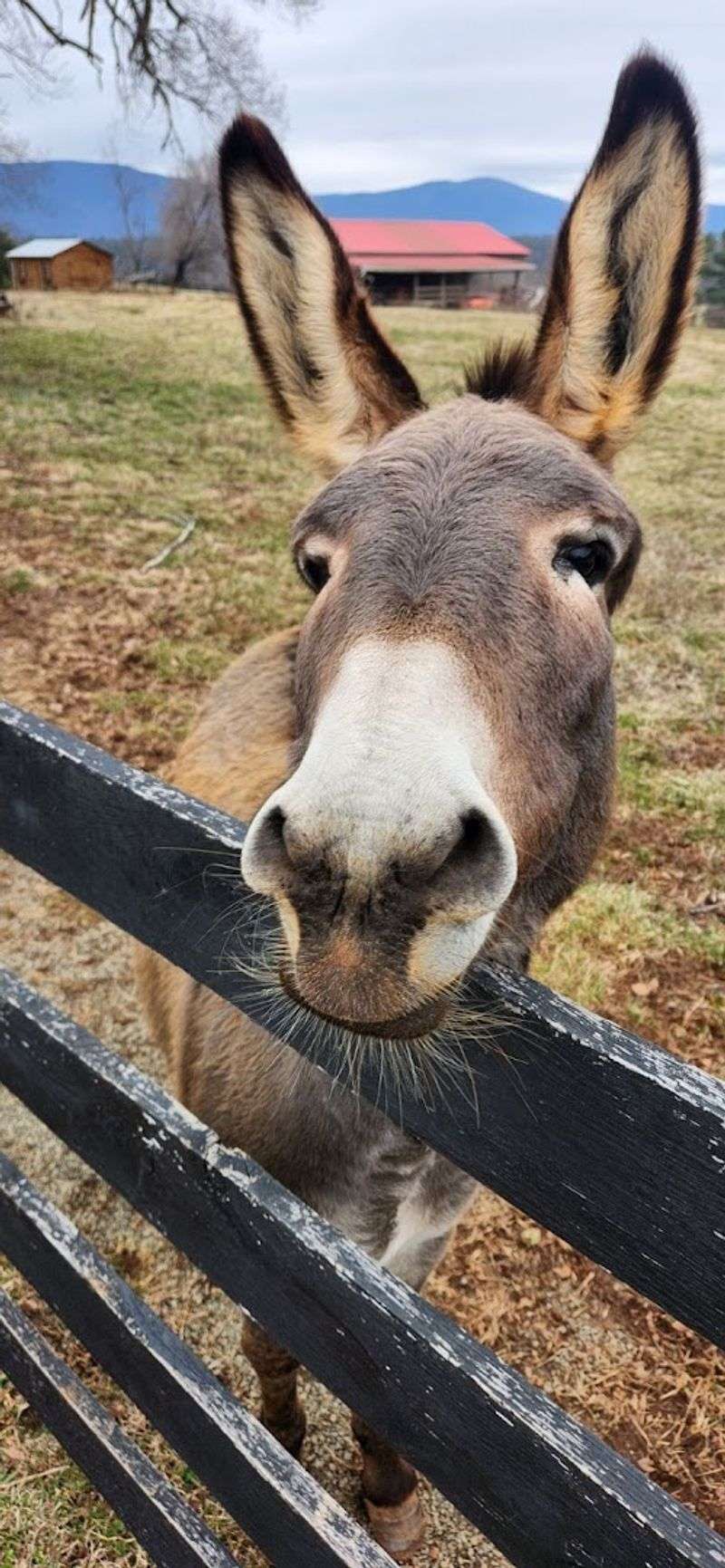 Donkeys, Bluegrass, and the Unexpected Extras That Make This Place Unforgettable Donkeys, Bluegrass, and the Unexpected Extras That Make This Place Unforgettable