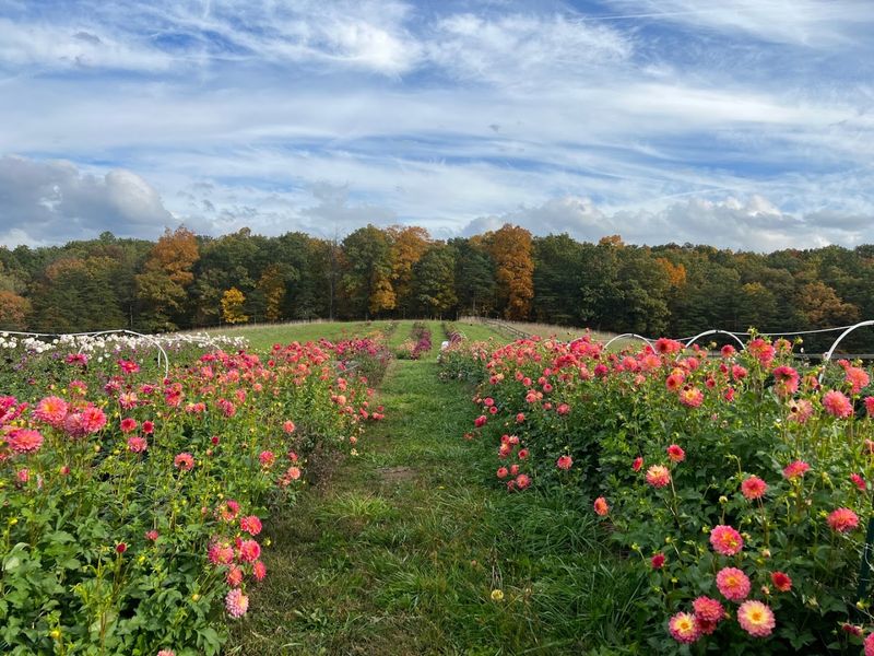 Dozer Pharms Flowers