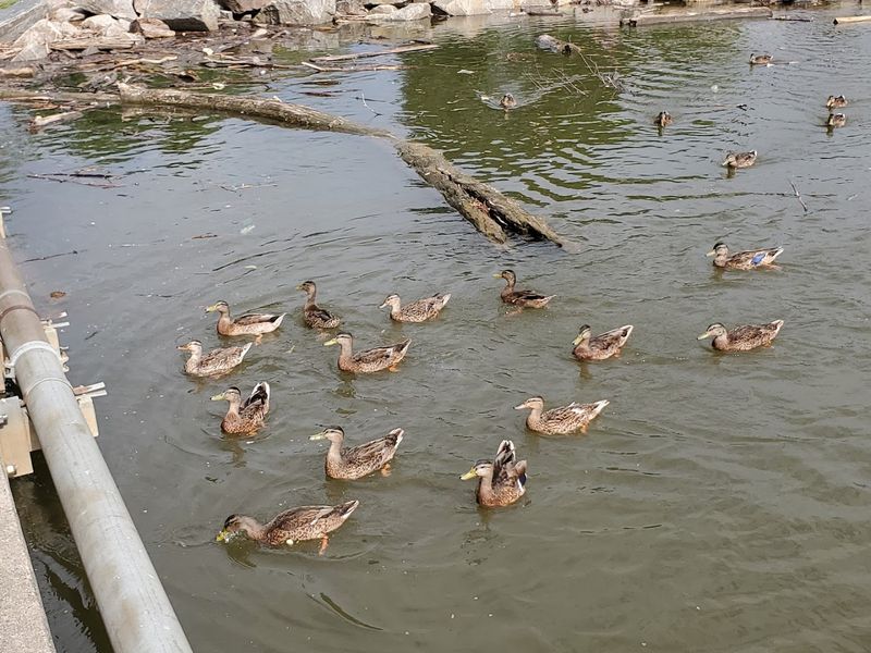 Ducks, Birds, and the Simple Joy of Watching the River